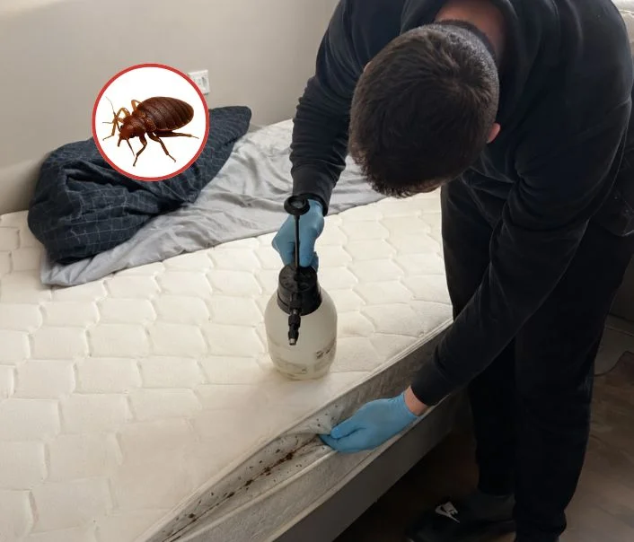 Technicien traitant un matelas contre les punaises de lit à Réau